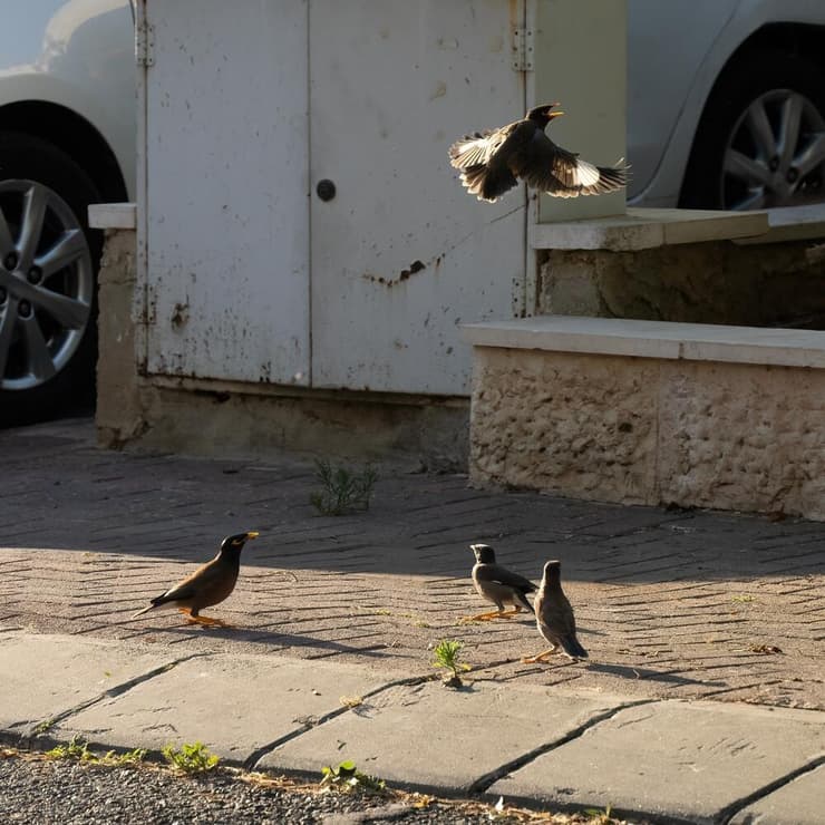 מיינות מצויות במרחב העירוני