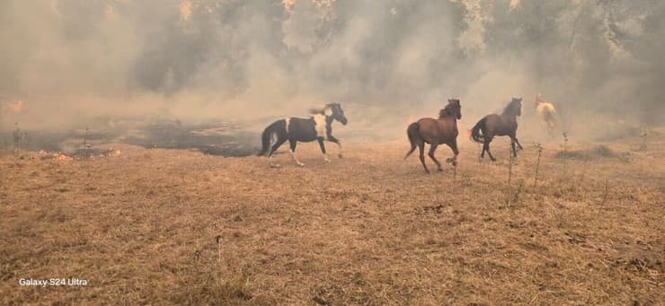 סוסים בורחים מהשריפות באיזור בית שמש