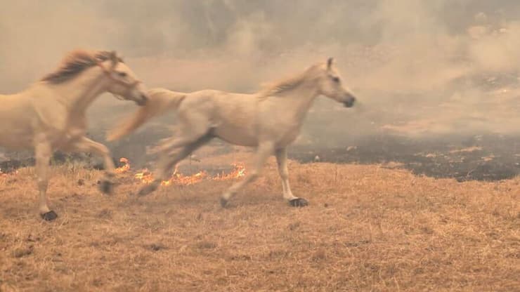 סוסים בורחים מהשריפות באיזור בית שמש