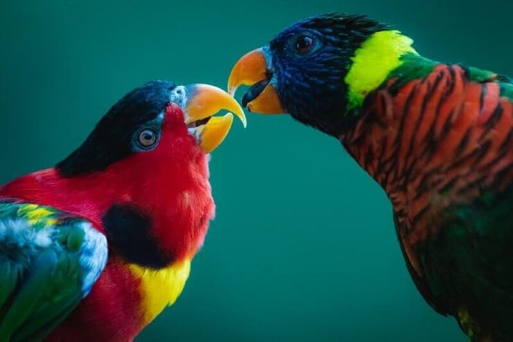 תוכי לורי בגן החיות התנ"כי