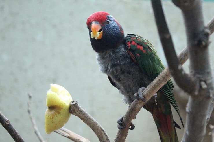 אחד התוכים בגן החיות התנכ"י