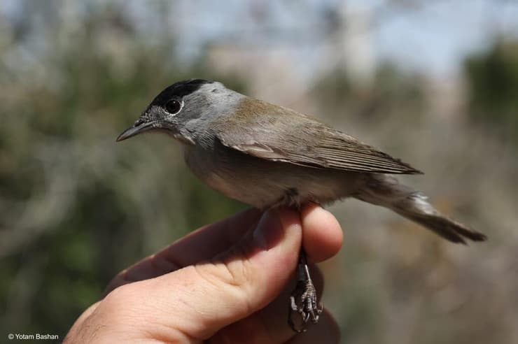 הסכבי כפי שתועד בישראל בשבת