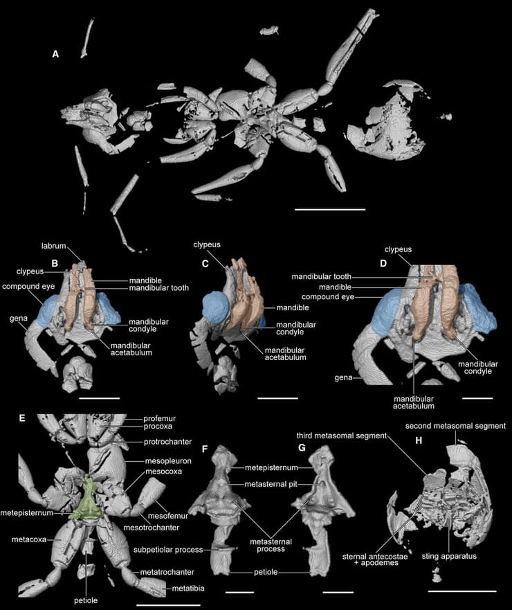 סריקה ממוחשבת שבוצעה לנמלת הגיהינום המאובנת Vulcanidris cratensis שהתגלתה בברזיל