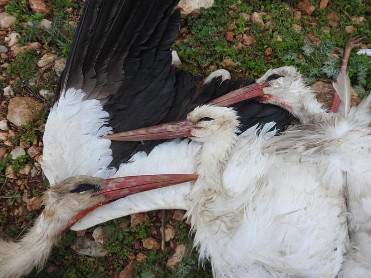 חסידות שנורו למוות בלבנון