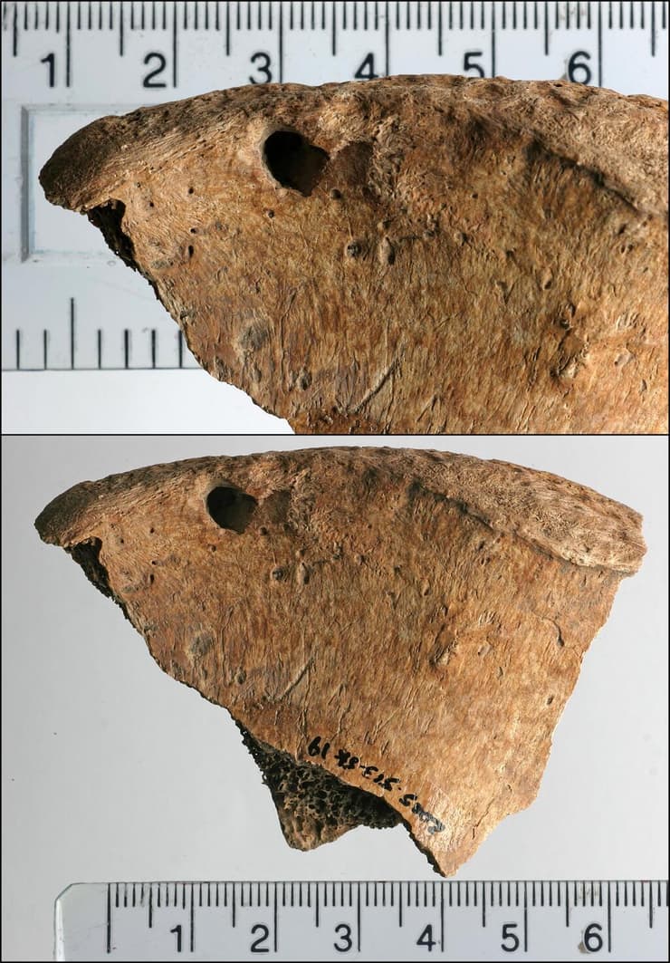 סימני ניקוב בשרידי עצמותיו של גלדיאטור, שנגרמו כתוצאה מנשיכת אריה בקרב שהתחולל ביניהם