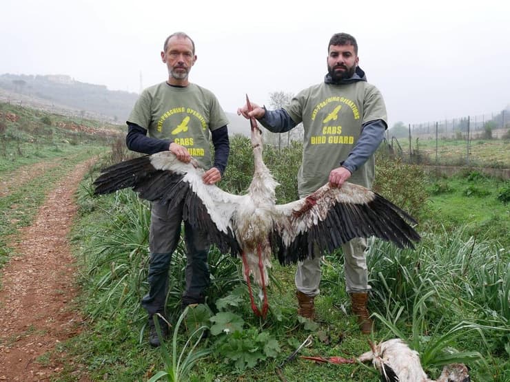 חסידה שנורתה למוות