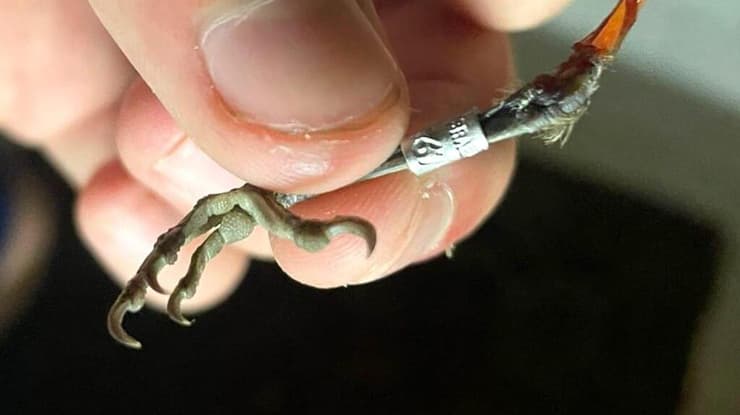 רגלו של הסכבי שטובע בשבת, בתמונה ששלח הצייד הלבנוני