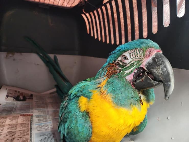 ארה כחולת גרון שהמקור שלה נשבר