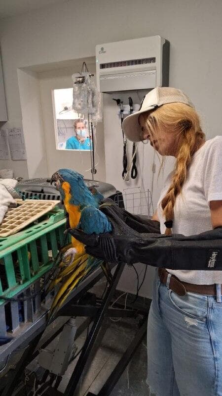 התוכים אותרו כמה שעות לאחר שנגנבו