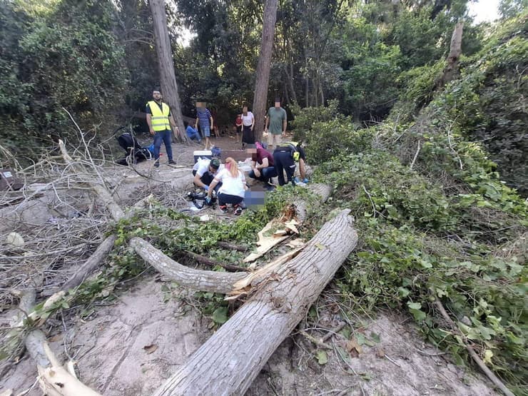   נחל השופט פצועים קריסה עץ