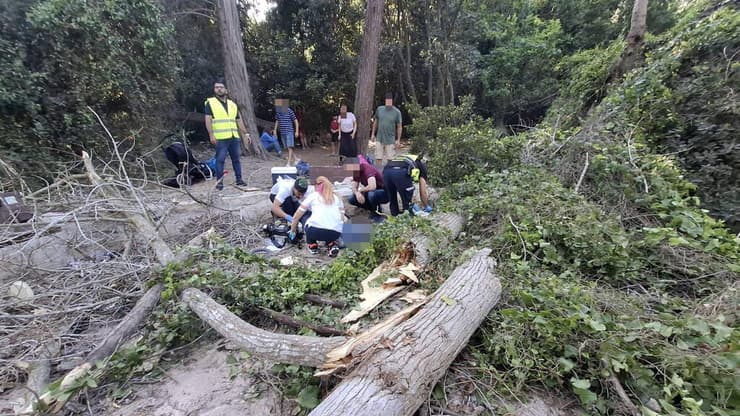  נחל השופט פצועים קריסה עץ