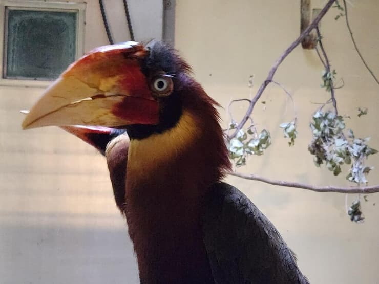 ההורנבילית שנגנבה, והקרן שלה נשברה