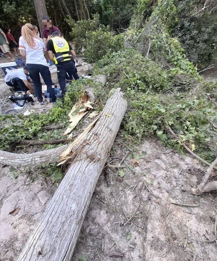   נחל השופט פצועים קריסה עץ