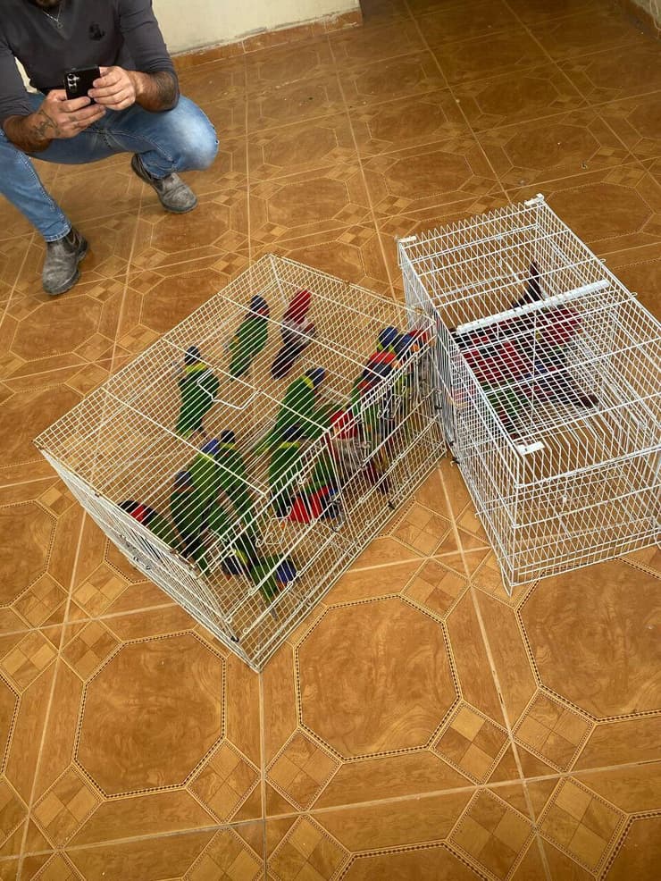 כמה מהתוכים היו במצב בריאותי לא טוב