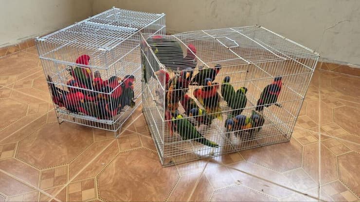 כמה מהתוכים שנגנבו