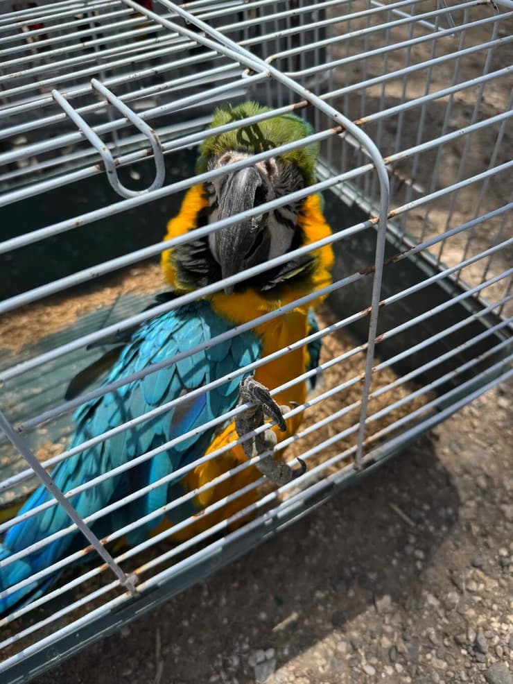 מדובר בתוכים בשווי כולל של כ-250 אלף שקלים (צילום: דוברות המשטרה) מדובר בתוכים בשווי כולל של כ-250 אלף שקלים