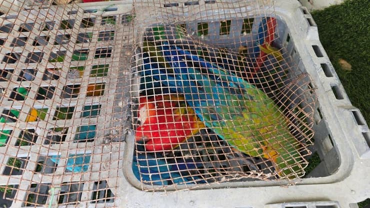 התוכים שאותרו בטול כרם (צילום: דוברות המשטרה) התוכים שאותרו בטול כרם