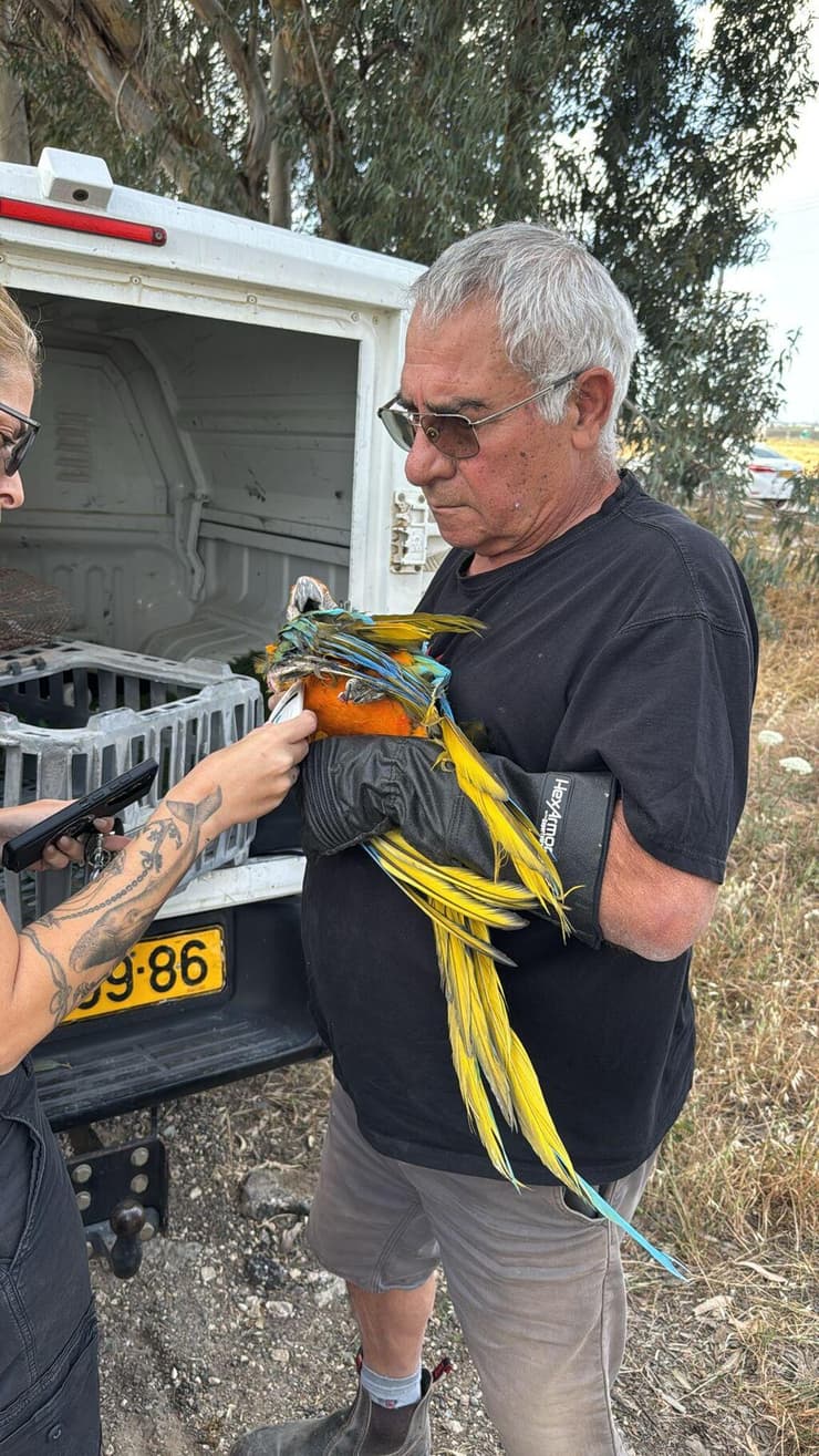 אחד התוכים מוחזר לבעליו (צילום: דוברות המשטרה) אחד התוכים מוחזר לבעליו