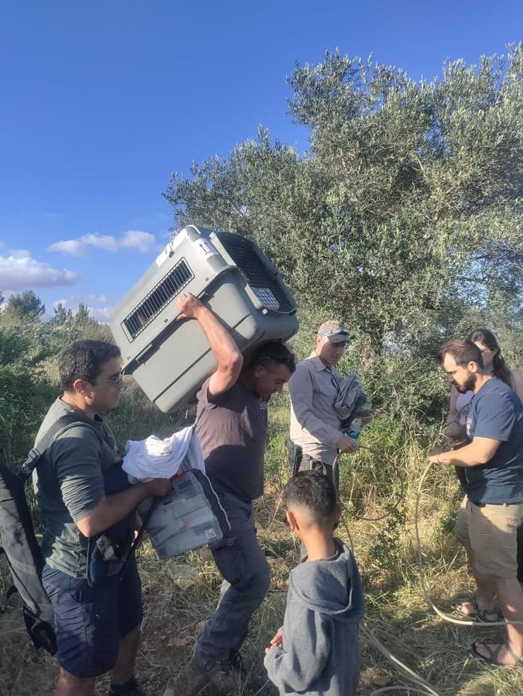 העברת הצביה לטיפול רפואי (צילום: בוגדן שמילסקי) העברת הצביה לטיפול רפואי
