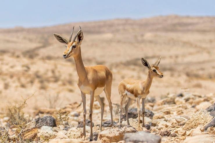 צבי הנגב, אם ובנה