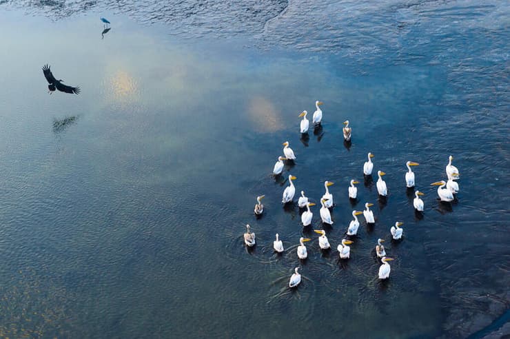 שקנאים בבריכות הדגים של קיבוץ מעיין צבי