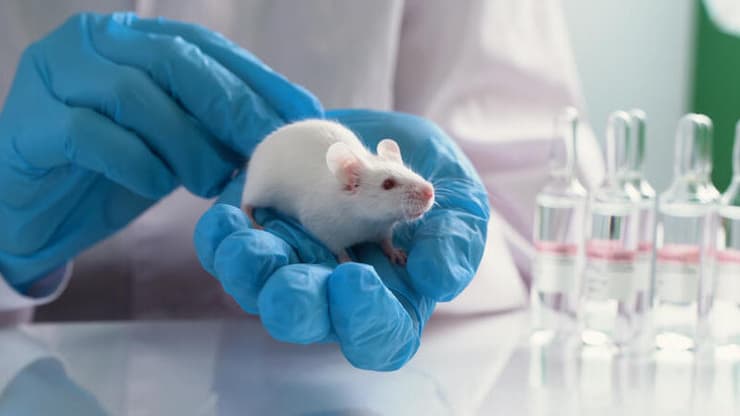 עכבר מעבדה