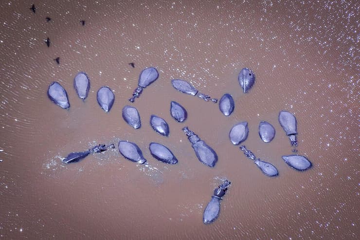 היפופוטמים בספארי ברמת גן