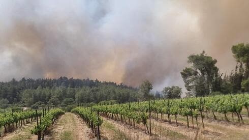 צילום: עובדי ויערני קק"ל