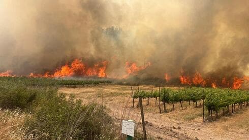 צילום:  עובדי ויערני קק״ל
