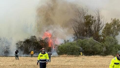 צילום: עובדי ויערני קק"ל