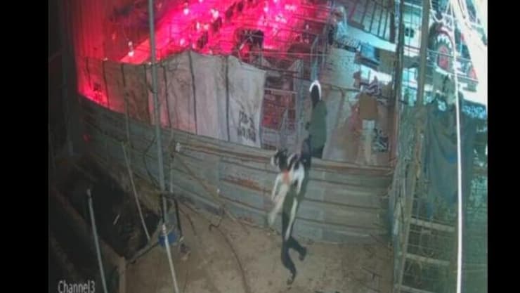 תיעוד: גונבים עגלים בנגב - באין מפריע