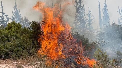 צילום:  עובדי ויערני קק״ל