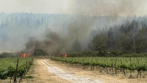 צילום: עובדי ויערני קק"ל
