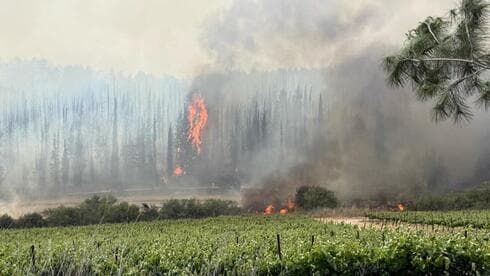 צילום: עובדי ויערני קק"ל