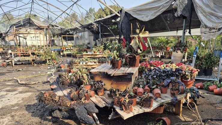 משתלת פולק באשתאול לאחר השריפה