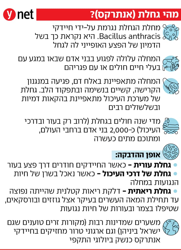 אינפו מחלת גחלת כתוצאה מחיידק אנתרקס אינפו מחלת גחלת כתוצאה מחיידק אנתרקס