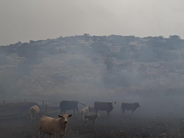 הפרות נמלטו ושרדו