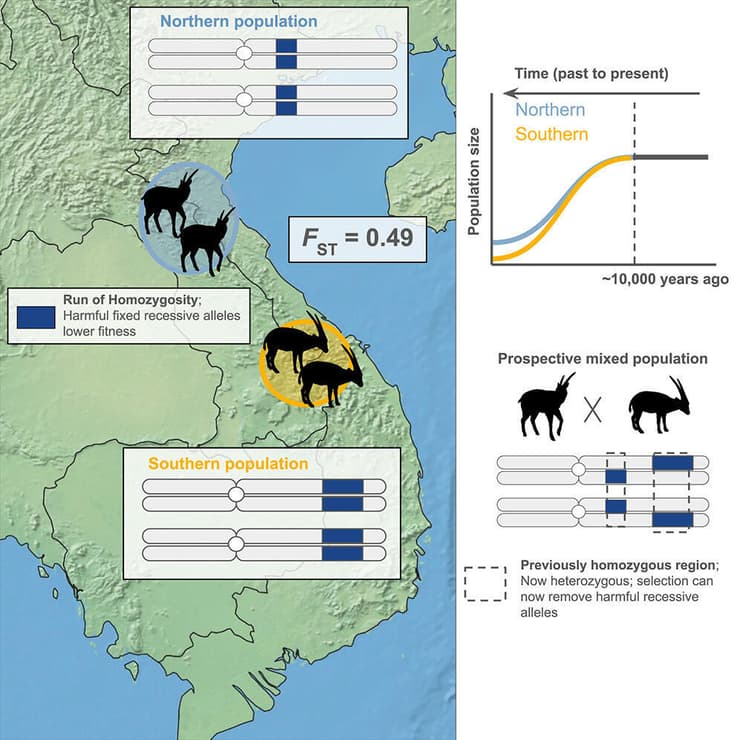 מיפוי של שתי אוכלוסיות הסאולה