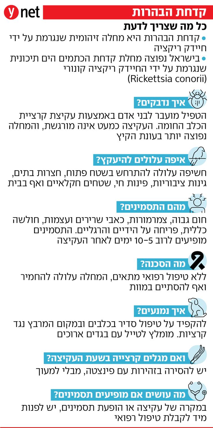 אינפו קדחת הבהרות