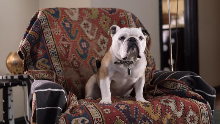 נלי ז"ל, מתוך "פטרסון" (צילום: באדיבות yes) מתוך "פטרסון"