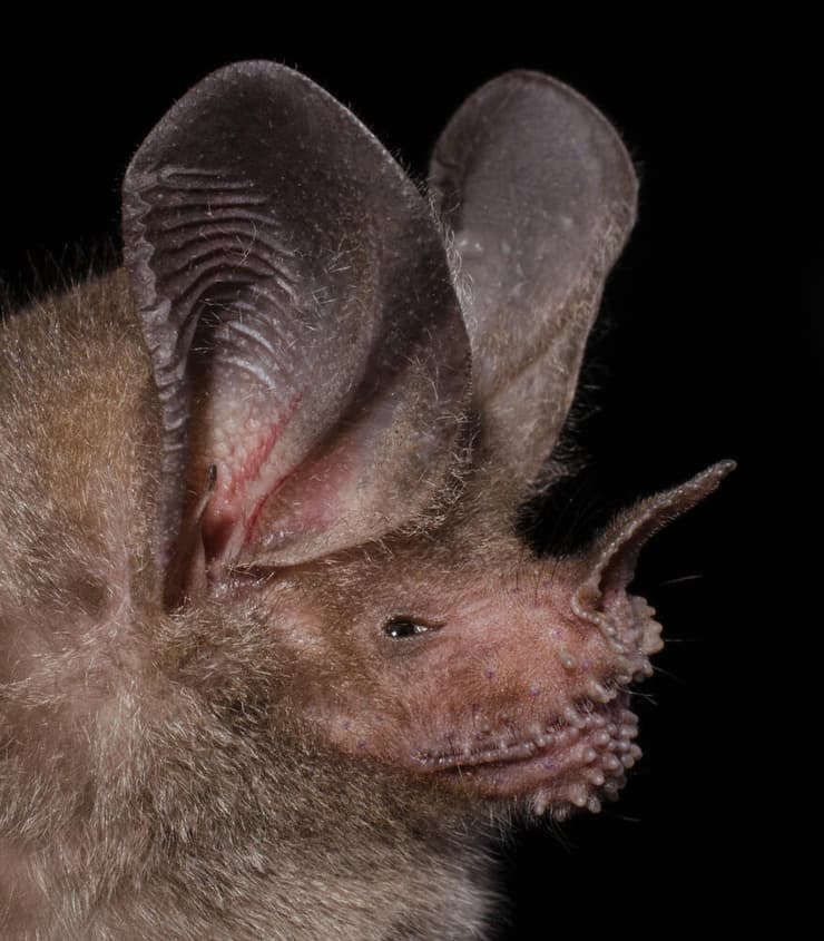 עטלף זיזף יבלתי