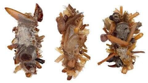 הזחל הטורף והמתחפש (צילום: ubinoff lab, Entomology Section, University of Hawaii, Manoa, מתוך המחקר) הזחל הטורף והמתחפש