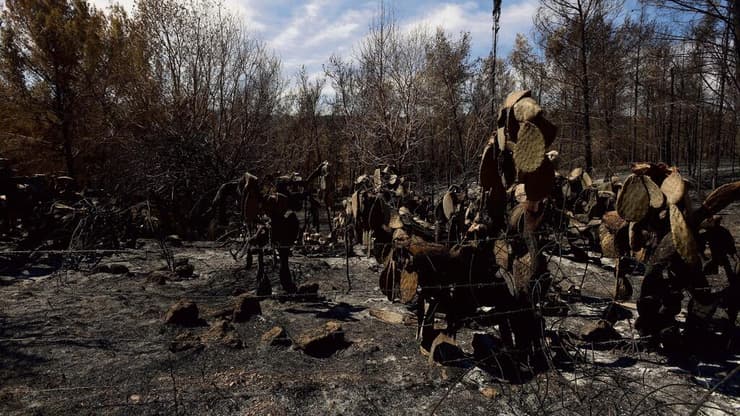 נזקי השריפה בהרי ירושלים