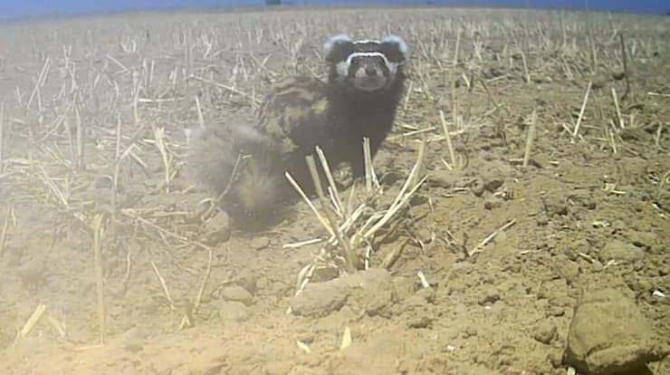 הסמור המשויש שתועד בשדות קיבוץ אורים