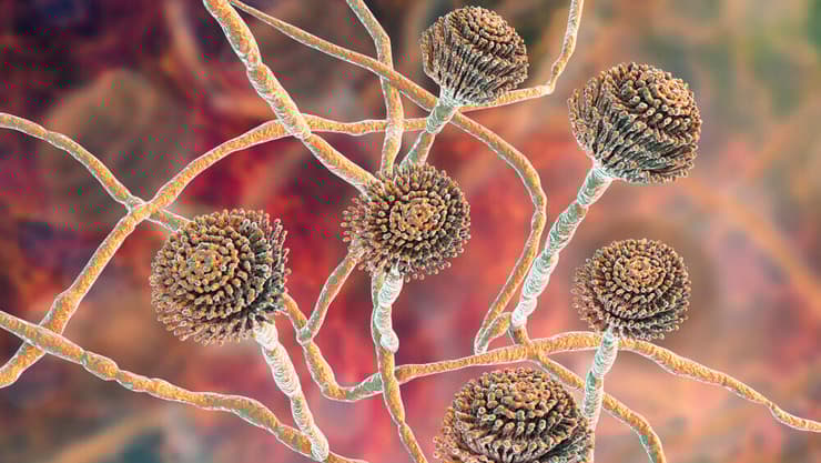 Aspergillus Fumigatus