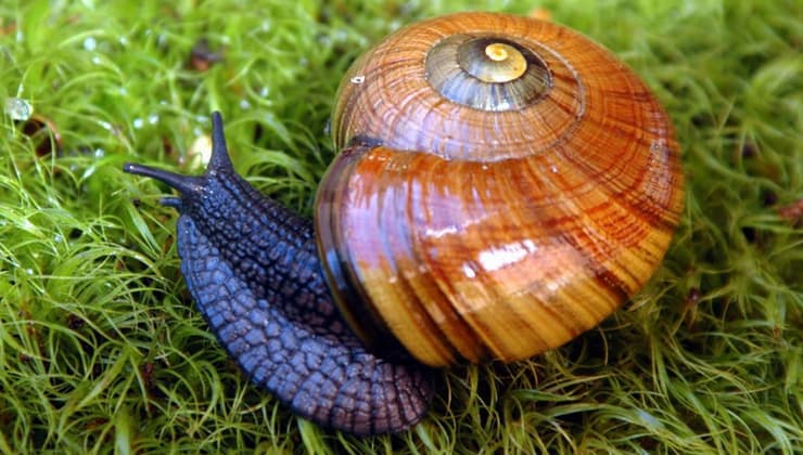 Powelliphanta augusta (צילום: Kath Walker, New Zealand Department of Conservation, שימוש לפי רישיון CC BY 4.0.) Powelliphanta augusta