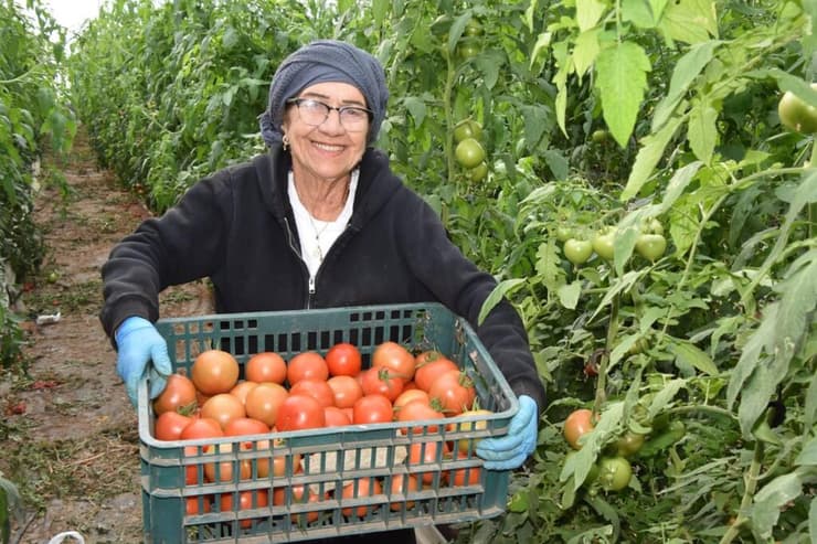 קטיף עגבניות בירדנה 