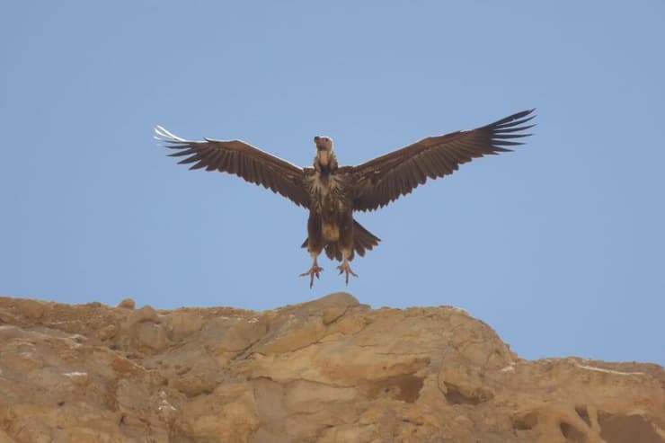 ביקור נדיר. עוזניית הנגב בישראל