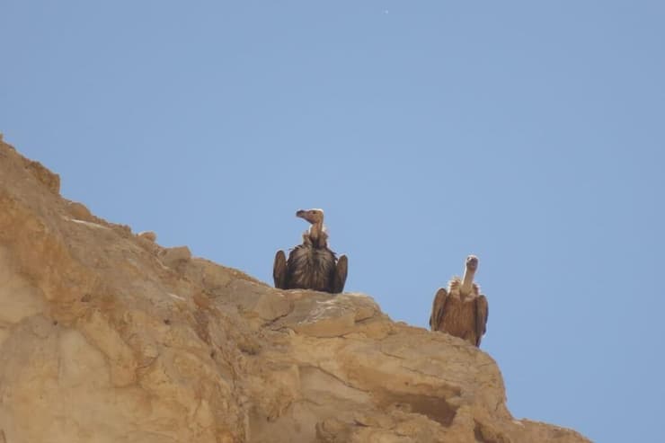 עוזניית הנגב ביחד עם הנשר שאיתו הגיעה מסעודיה