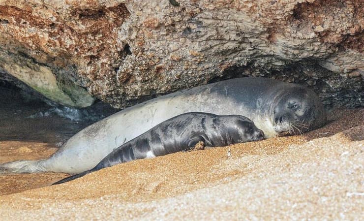 כלבת הים מאיה, כפי שתועדה בקפריסין ע"י האריס ניקולאו, יחד עם גורה, אוקטובר 2023